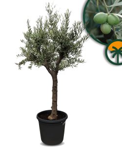 Drzewko oliwne - Olea europaea - Rozgałęzione - 30 lat - 190 cm