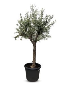 Drzewko oliwne - Olea europaea - Rozgałęzione - 30 lat - 190 cm