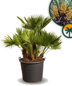 Palma - Chamaerops humilis wielopniowa - 160 cm