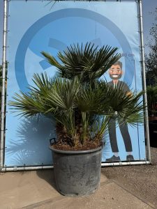 Palma - Chamaerops humilis wielopniowa - 160 cm