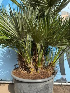 Palma - Chamaerops humilis wielopniowa - 160 cm
