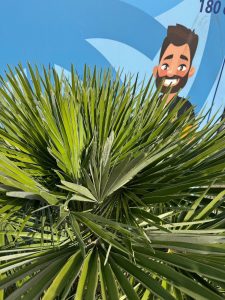 Palma - Chamaerops humilis wielopniowa - 160 cm