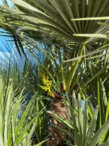 Palma - Chamaerops humilis wielopniowa - 160 cm