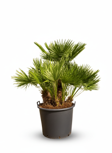 Palma - Chamaerops humilis wielopniowa - 160 cm