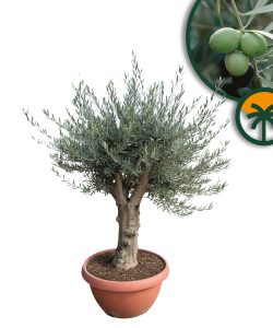 Drzewo oliwne - Olea europaea - 40 lat - 200 cm