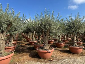 Drzewo oliwne - Olea europaea - 40 lat - 200 cm