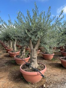 Drzewo oliwne - Olea europaea - 40 lat - 200 cm