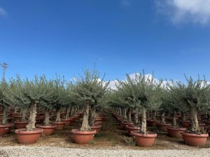 Drzewo oliwne - Olea europaea - 40 lat - 200 cm