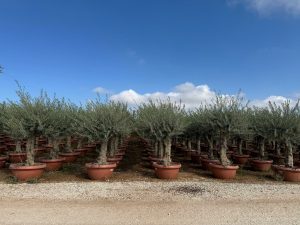 Drzewo oliwne - Olea europaea - 40 lat - 200 cm