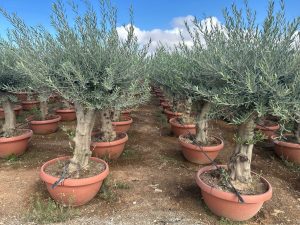 Drzewo oliwne - Olea europaea - 40 lat - 200 cm