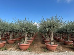 Drzewo oliwne - Olea europaea - 40 lat - 200 cm