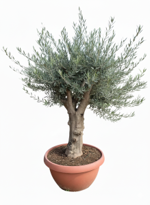 Drzewo oliwne - Olea europaea - 40 lat - 200 cm