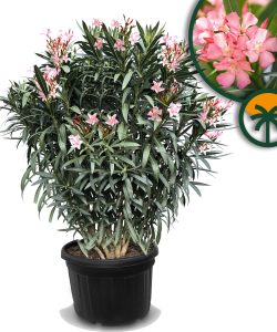 Różowy Oleander - 220-240 cm