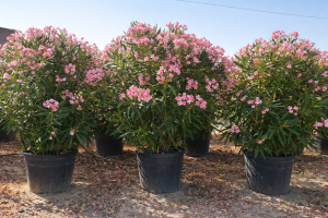 Różowy Oleander - 220-240 cm