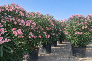 Różowy Oleander - 220-240 cm