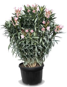 Różowy Oleander - 220-240 cm