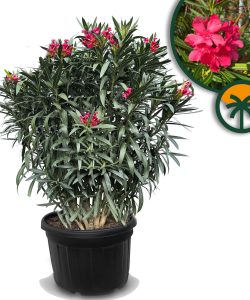 Oleander czerwony - 220-240 cm