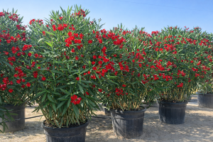 Oleander czerwony - 220-240 cm