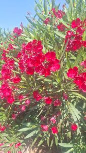 Oleander czerwony - 220-240 cm