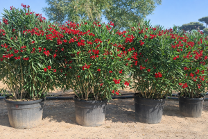 Oleander czerwony - 220-240 cm
