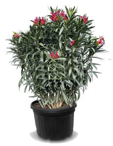 Oleander czerwony - 220-240 cm