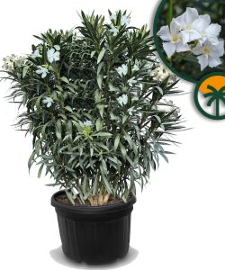 Biały Oleander - 220-240 cm