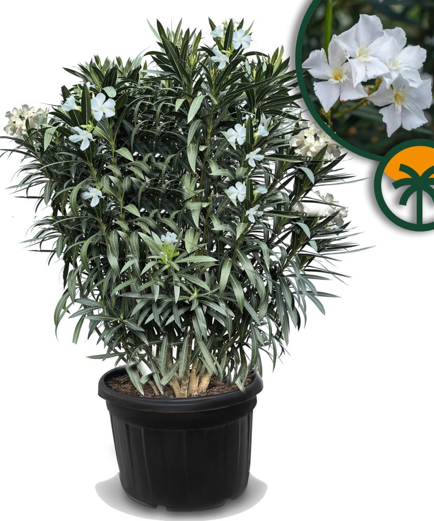 Biały Oleander - 220-240 cm