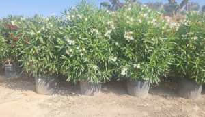 Biały Oleander - 220-240 cm