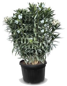 Biały Oleander - 220-240 cm