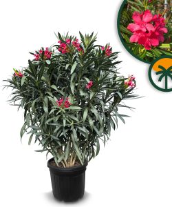 Czerwony oleander - Nerium oleander - 140-160 cm