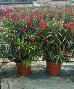 Czerwony oleander - Nerium oleander - 140-160 cm