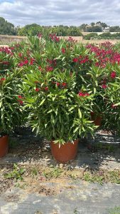 Czerwony oleander - Nerium oleander - 140-160 cm