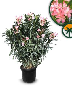 Różowy Oleander - Nerium oleander - 140-160 cm