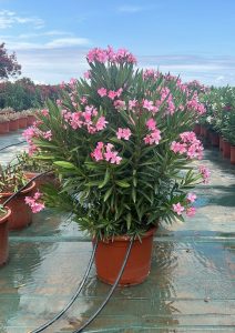 Różowy Oleander - Nerium oleander - 140-160 cm