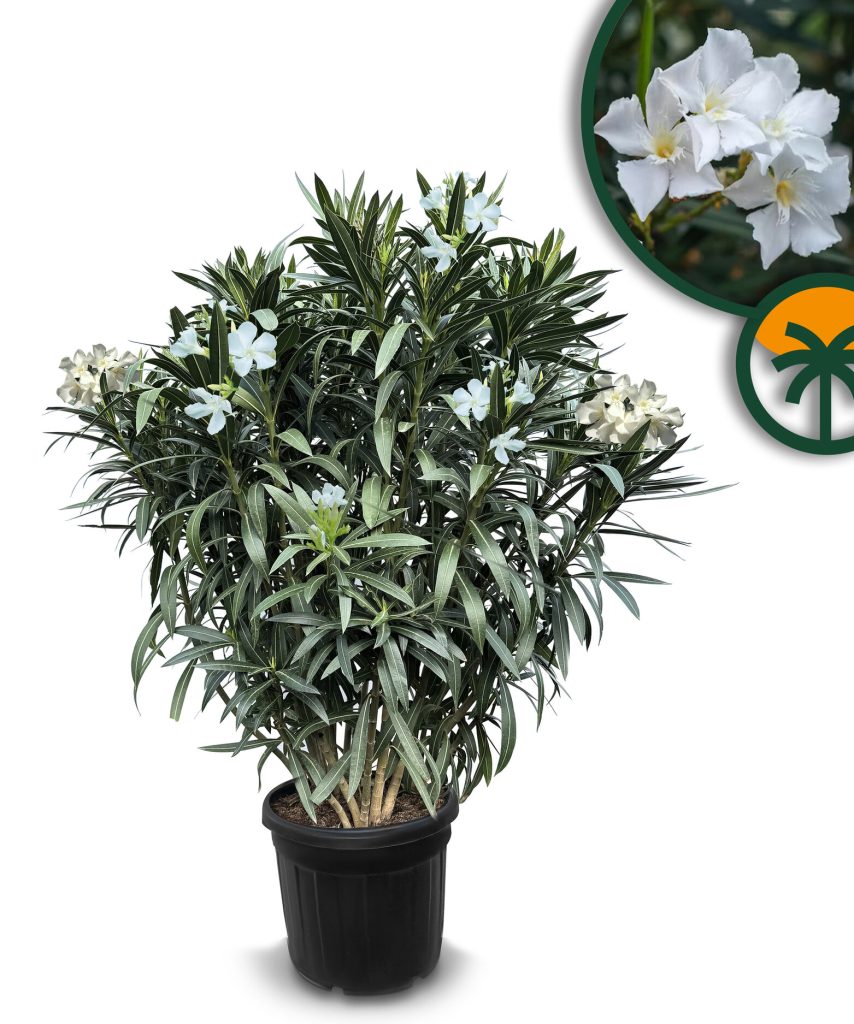 Biały Oleander - 140-160 cm