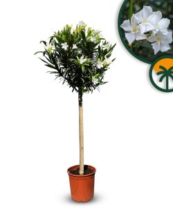Biały oleander na pniu - Nerium oleander - 140-160 cm