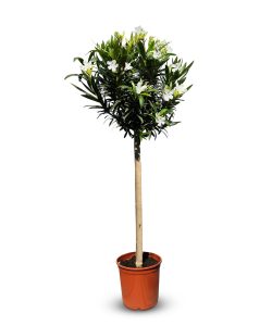 Biały oleander na pniu - Nerium oleander - 140-160 cm