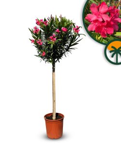 Oleander czerwony na pniu - 140-160 cm