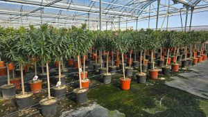 Oleander czerwony na pniu - 140-160 cm