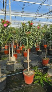 Oleander czerwony na pniu - 140-160 cm