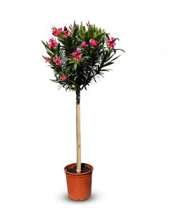 Oleander czerwony na pniu - 140-160 cm