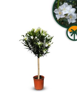 Biały oleander na pniu - 100-120 cm