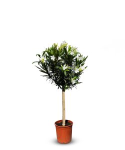 Biały oleander na pniu - 100-120 cm