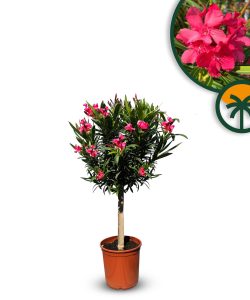 Oleander czerwony na pniu - 100-120 cm