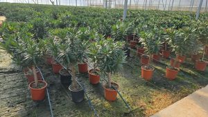 Oleander czerwony na pniu - 100-120 cm