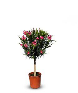 Oleander czerwony na pniu - 100-120 cm