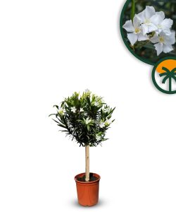 Biały Oleander na pniu - 90-110 cm