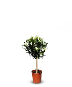 Biały Oleander na pniu - 90-110 cm