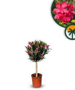 Oleander czerwony na pniu - 90-110 cm
