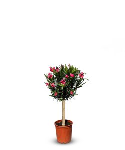 Oleander czerwony na pniu - 90-110 cm